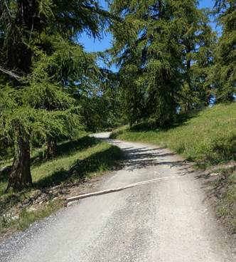 Ein Bild, das Baum, drauen, Strae, Gras enthlt.

Automatisch generierte Beschreibung