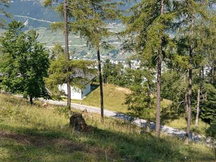 Ein Bild, das Gras, Baum, drauen, Pflanze enthlt.

Automatisch generierte Beschreibung
